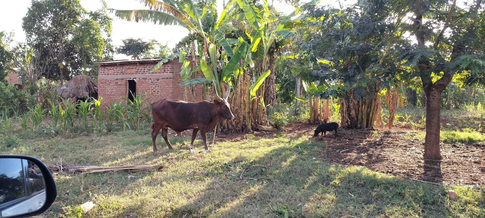 Photo 13 of the trip to Uganda in September 2026
