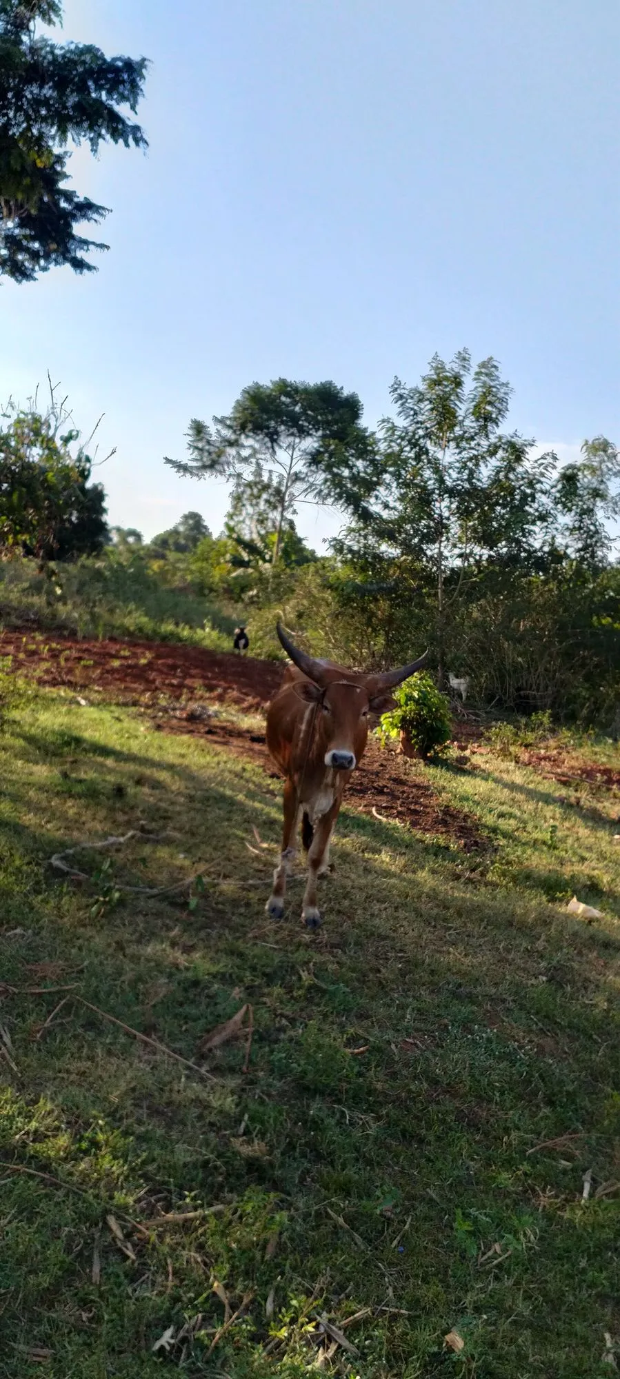 Photo 14 of the trip to Uganda in September 2026