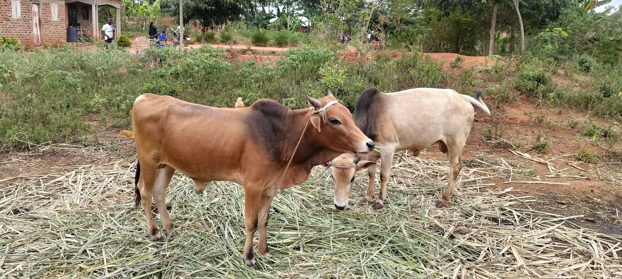 Photo 18 of the trip to Uganda in September 2026