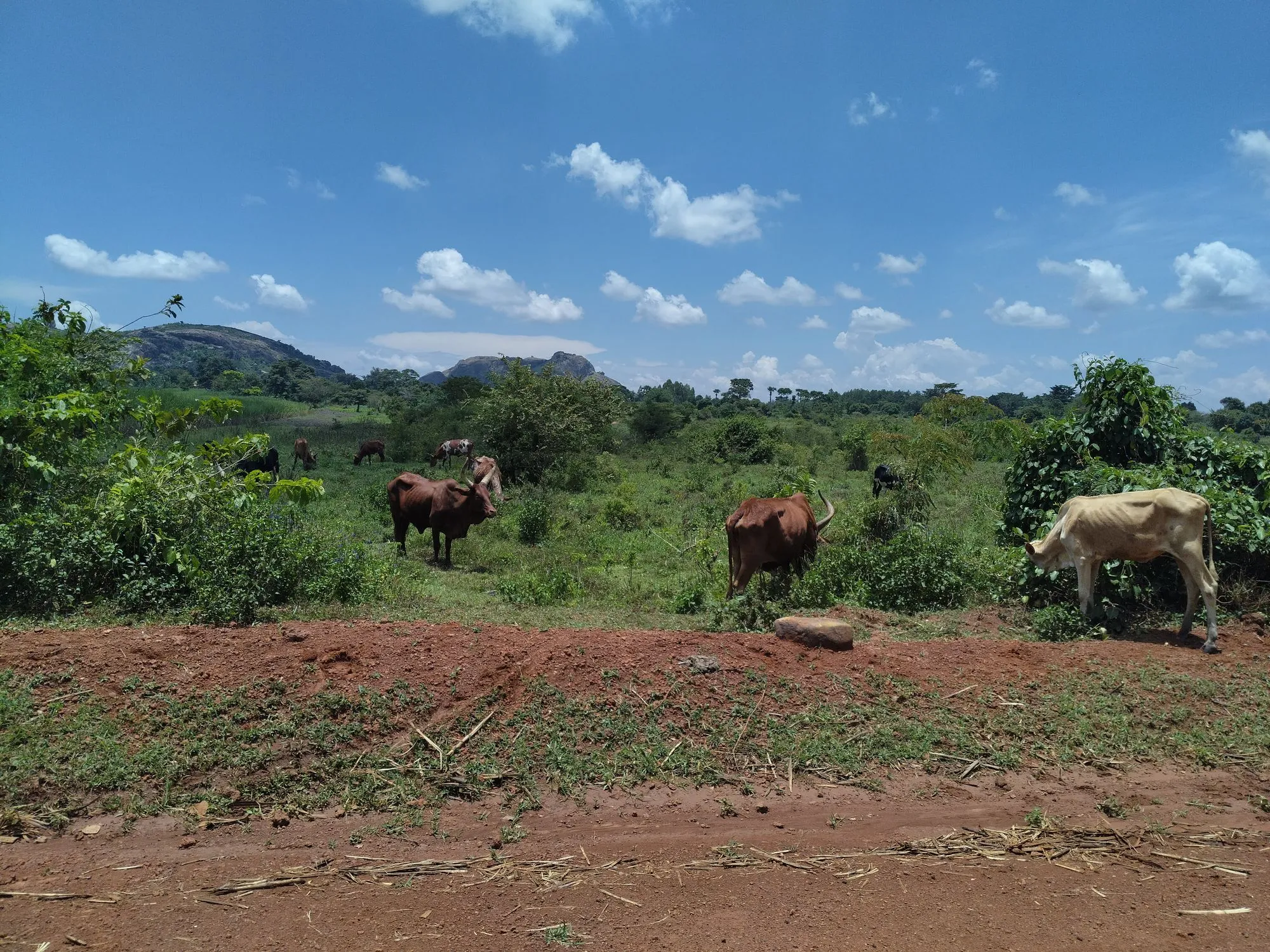 Photo 22 of the trip to Uganda in September 2026